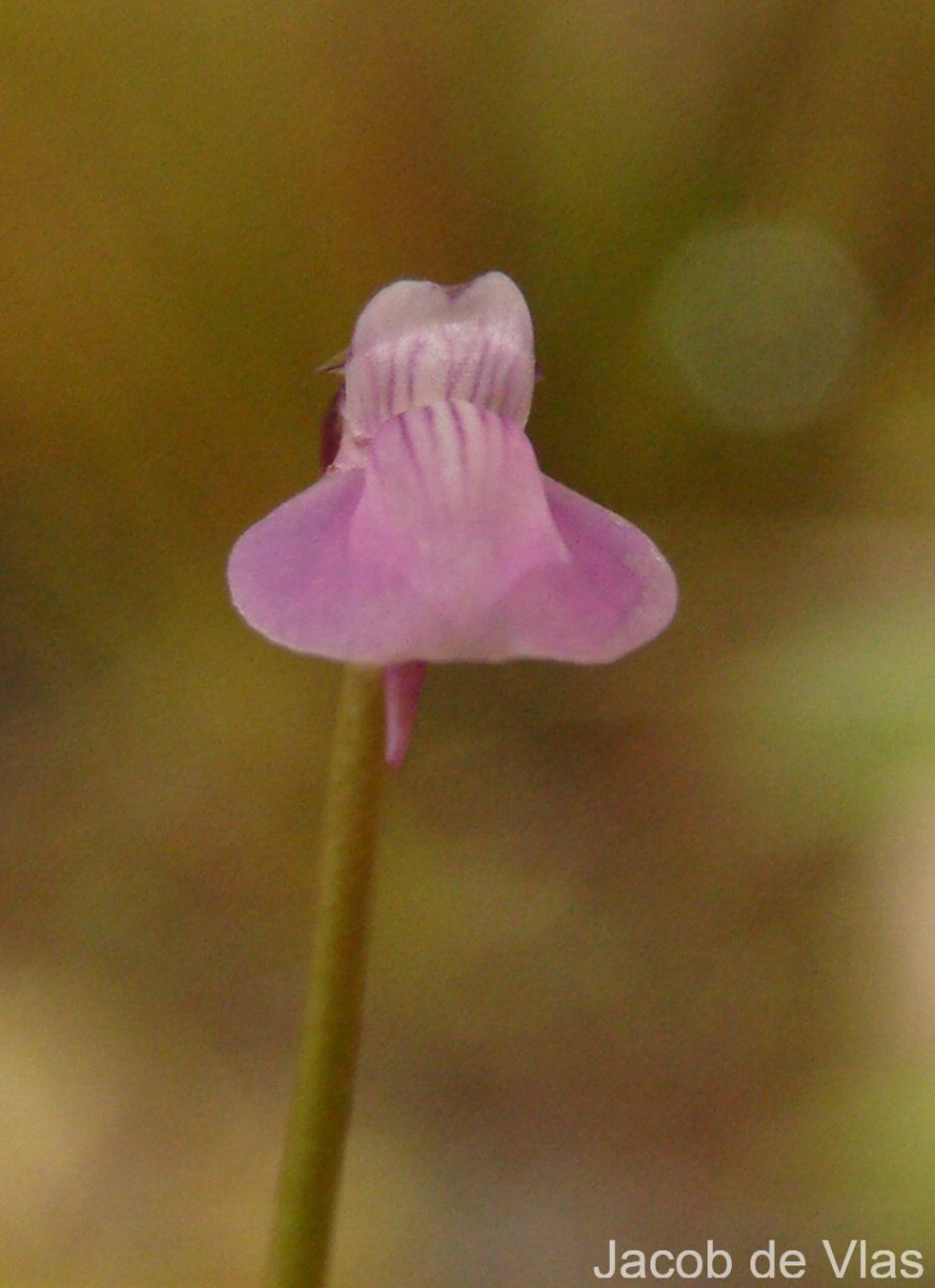 Utricularia uliginosa Vahl